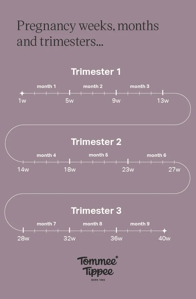 A Super Simple Guide to Each Pregnancy Trimester